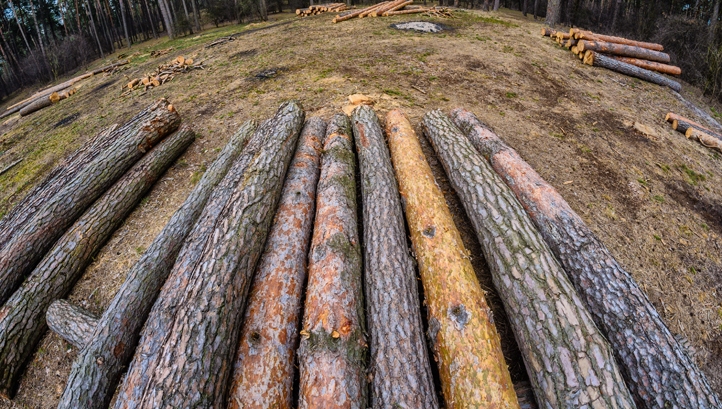 Time for action on forest finance
